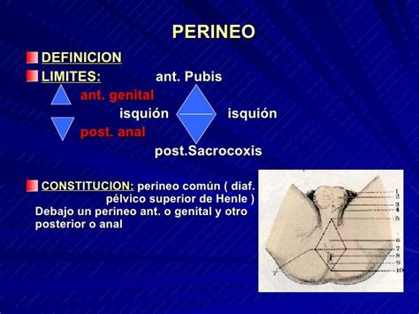 perineo hombre|Región perineal: Anatomía, definición, diagramas